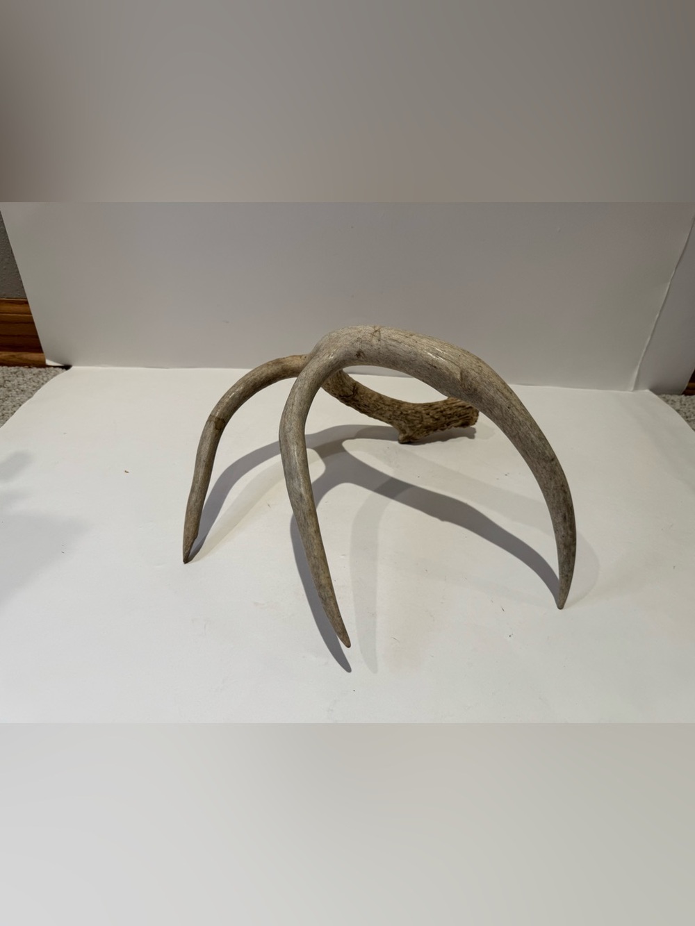 Real Natural Deer Antler Shed | Rustic Cabin & Farmhouse Decor Accent - Picture 4 of 7